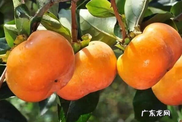 云南水果特产有哪些图片 云南水果特产排行榜前十名