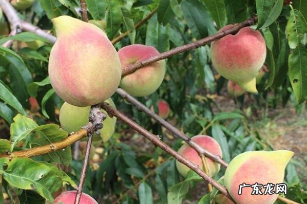 云南水果特产有哪些图片 云南水果特产排行榜前十名