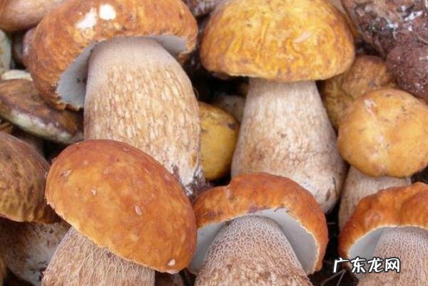 云南最值得买的特产 云南特产排行榜前十名