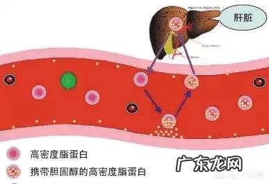 减肥期间下午三点加餐吃鸡蛋会增肥吗？