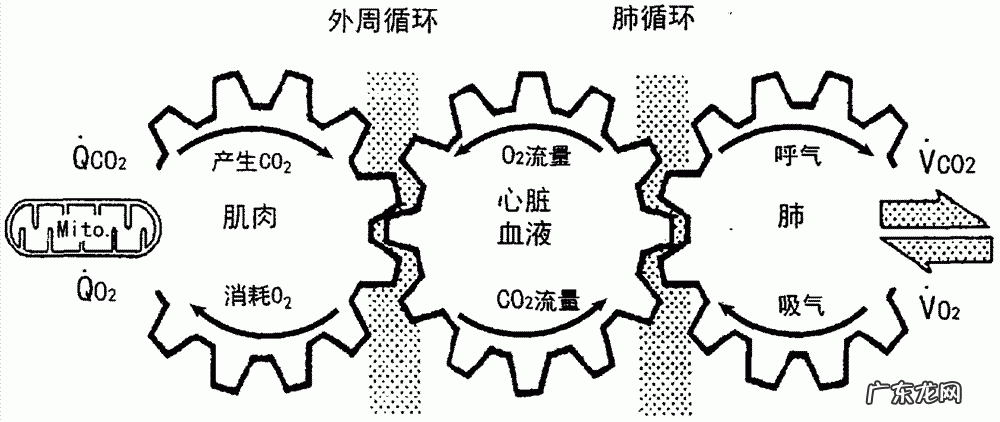 肺活量的大小可以反映身体呼吸机能的强弱是对的还是错的