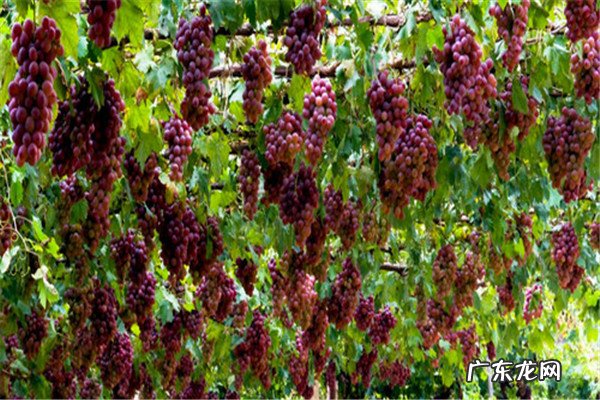 成都周边好玩的地方 新疆好玩的景区排行榜前十