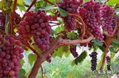 新疆绿洲地带的主要农产品 新疆十大知名特色农产品