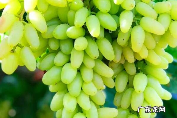 新疆葡萄价格 新疆十大知名葡萄品种