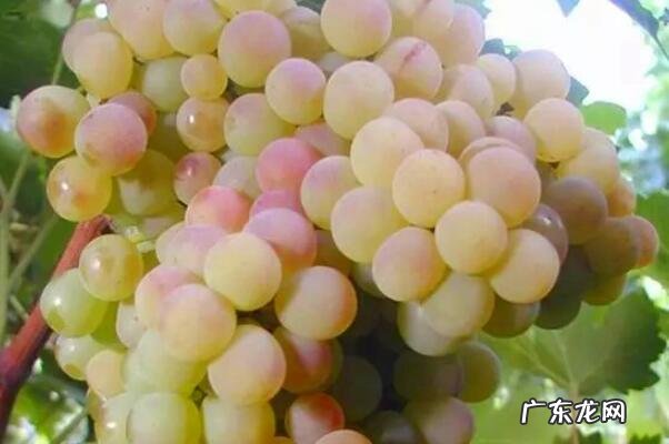 新疆葡萄价格 新疆十大知名葡萄品种