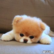 宝宝乳糖不耐怎么zhi 宝宝有乳糖不耐，请问怎么解决？