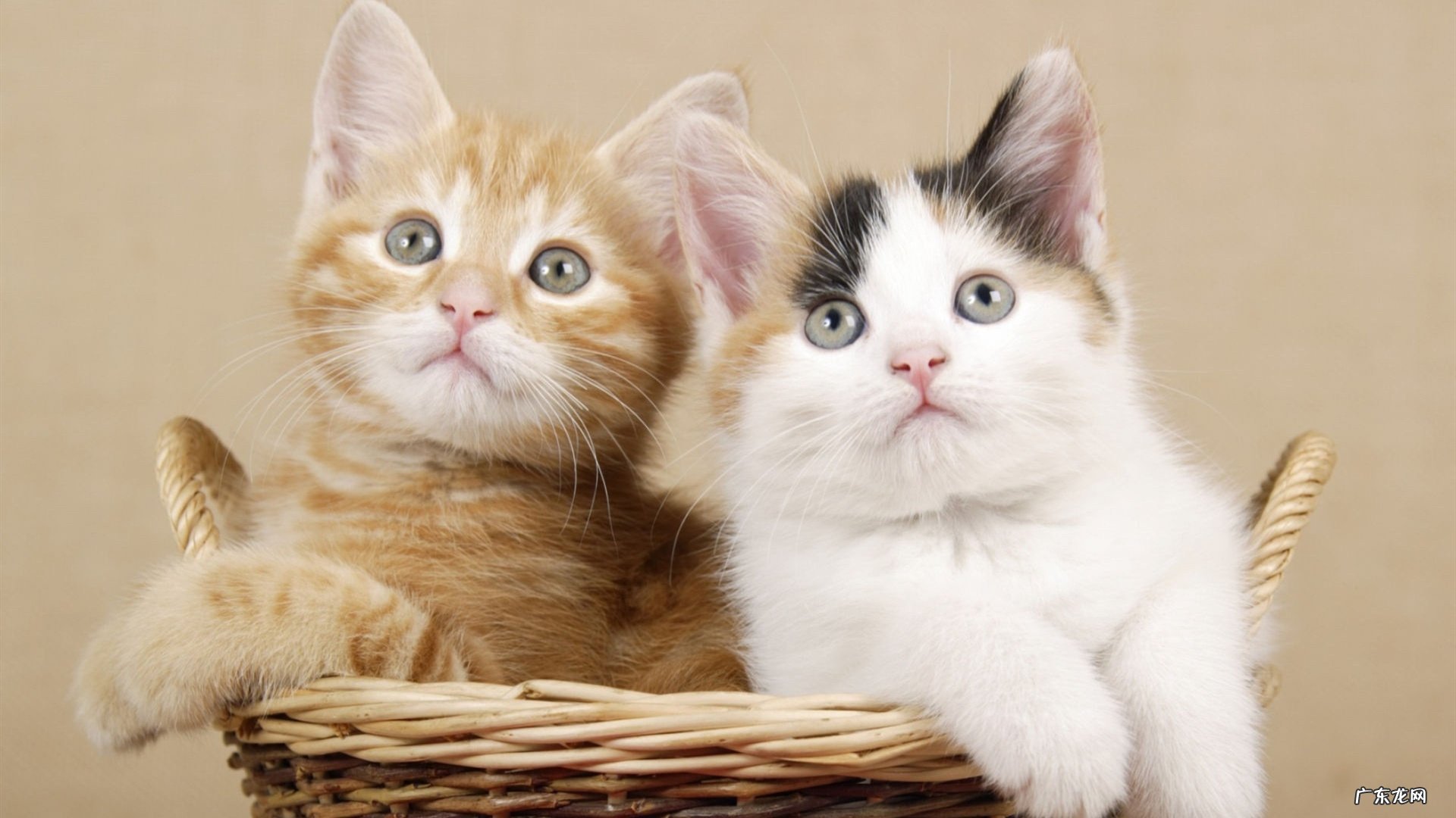 保鲜膜怎么用有减肥功效啊?