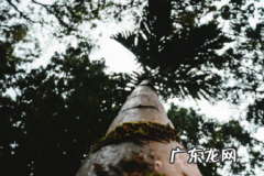 淘宝逛逛发视频能赚钱吗？怎样操作？