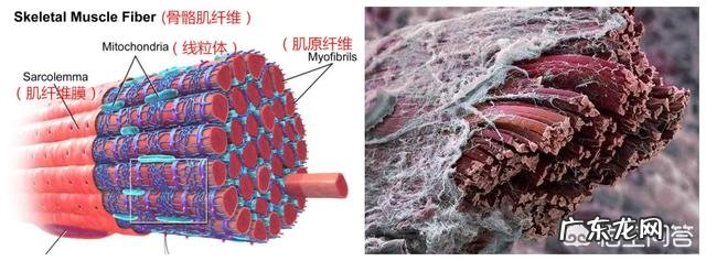 一个5kg的哑铃,也可以很有效的强化肱二头肌吗?