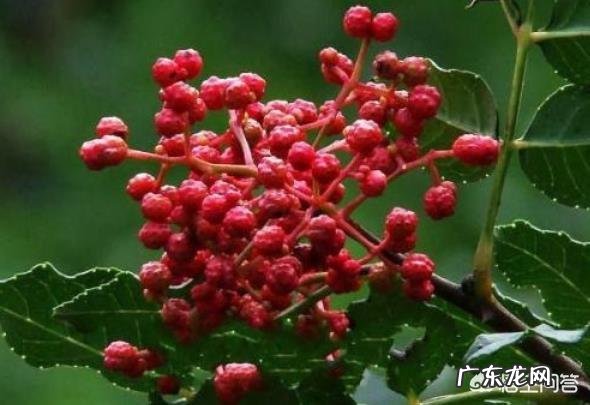 花椒可以祛除湿气吗,湿气重怎么办?