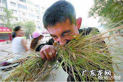 现在好多人以为只吃菜不吃米饭能减肥,你们认为对吗有什么问题