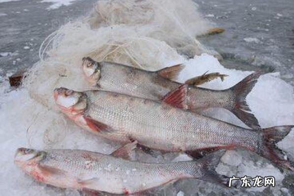 黑龙江啤酒品牌大全 黑龙江特产排行榜前十名