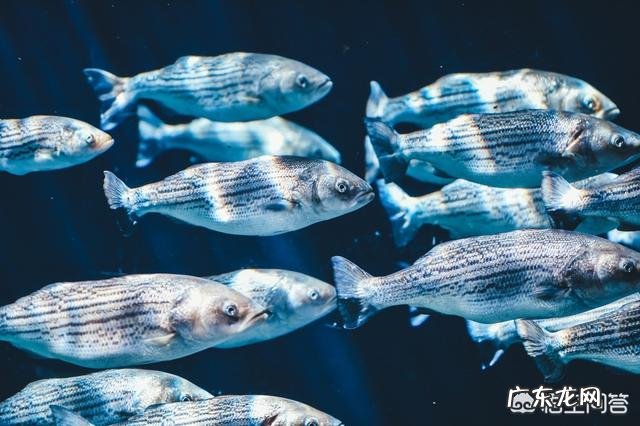 关于普通人日常的生酮饮食,存在哪些认知偏差?