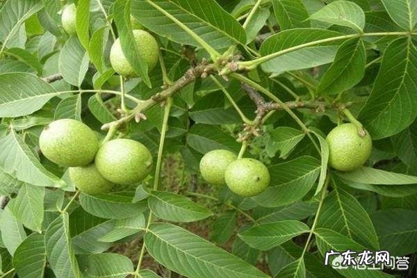 土豆到底是不是减肥的终结者?