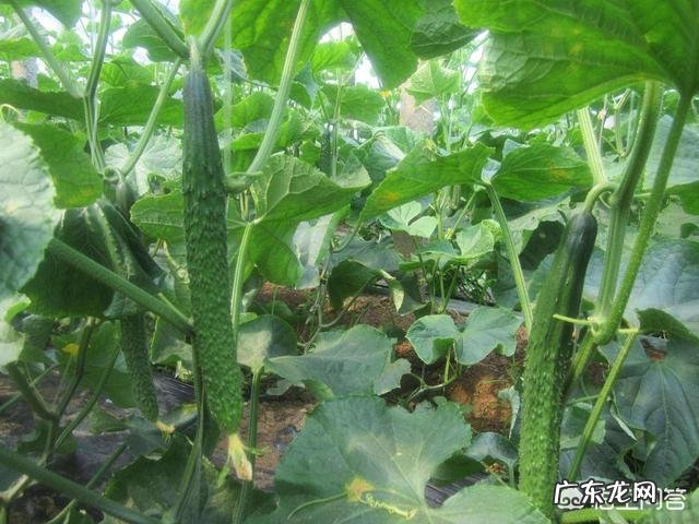 土豆到底是不是减肥的终结者?