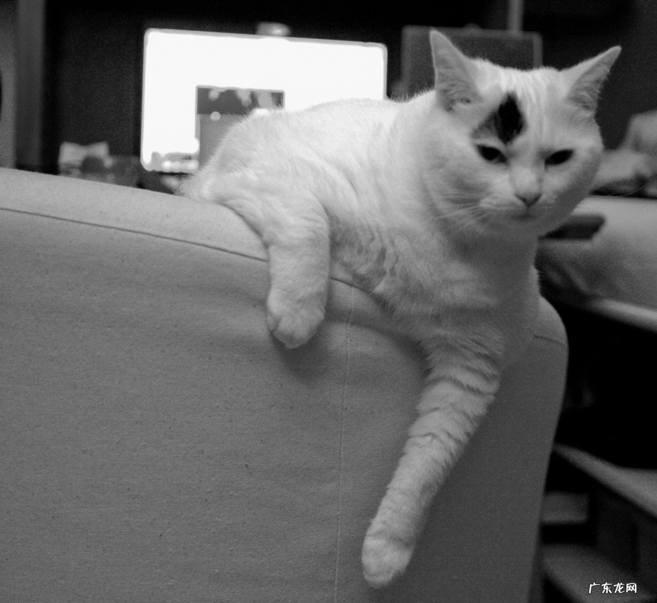 五个月柴犬运动太多会有关节炎吗?