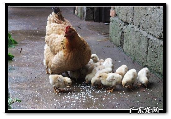 你认为吃鸡蛋的好处最实际的是什么?