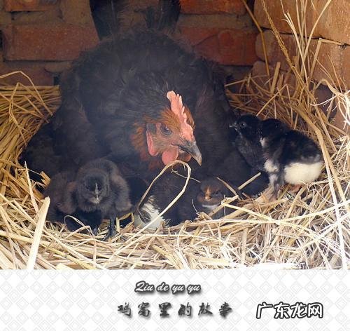 你认为吃鸡蛋的好处最实际的是什么?