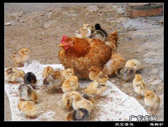 你认为吃鸡蛋的好处最实际的是什么?