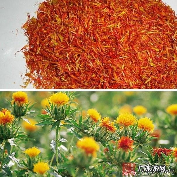活血化瘀是川芎好,还是红花好?