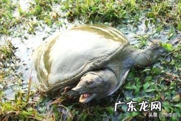 小老鳖喜欢吃什么小老鳖喜欢什么环境