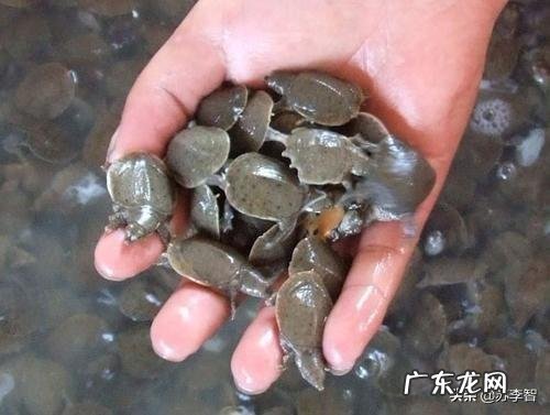 小老鳖喜欢吃什么小老鳖喜欢什么环境