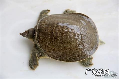 小老鳖喜欢吃什么小老鳖喜欢什么环境