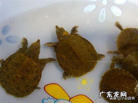 小老鳖喜欢吃什么小老鳖喜欢什么环境