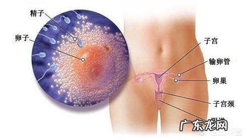 怀孕一个月多点,就开始显怀,正常吗?