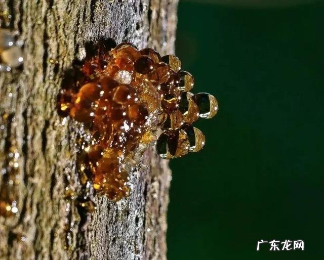 琥珀里的昆虫万年不腐,古人为何不用琥珀来给尸体做防腐?