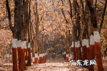 闲鱼客服介入卖家输了怎么办?交易维权时间多久?