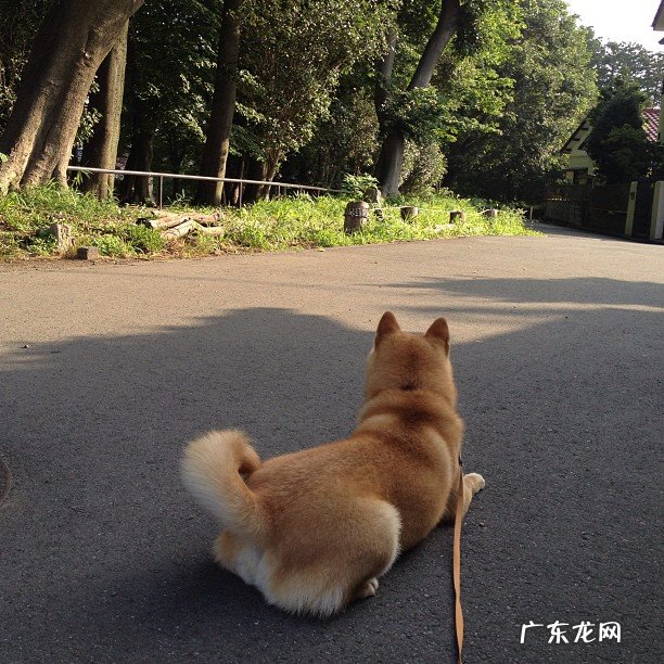 左旋肉碱在什么时候吃最好?跑步的时候吃有用吗?