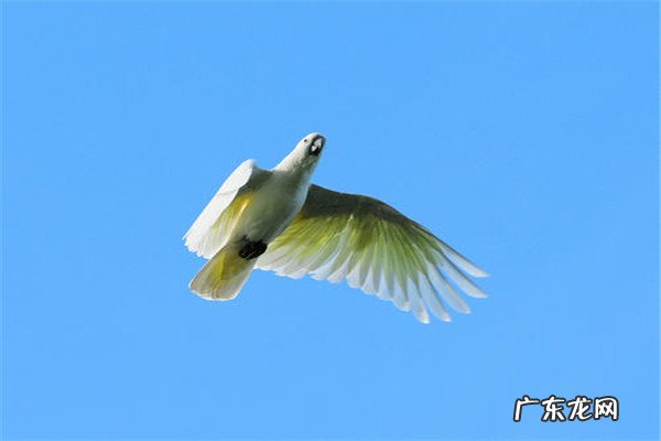 世界上最聪明的鹦鹉排名 世界上聪明的鹦鹉排行榜