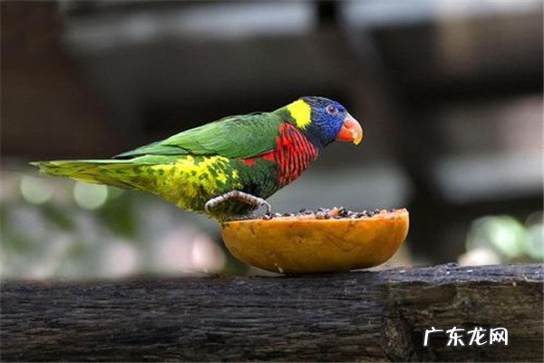 世界上最聪明的鹦鹉排名 世界上聪明的鹦鹉排行榜