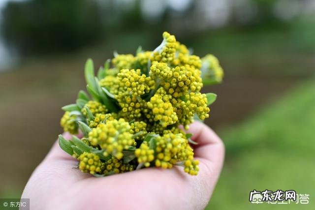 鼠曲草的作文100字 农村常见的鼠曲草有什么作用?