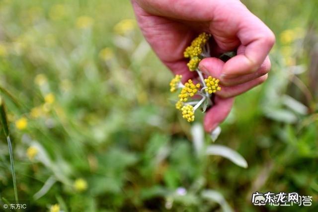 鼠曲草的作文100字 农村常见的鼠曲草有什么作用?