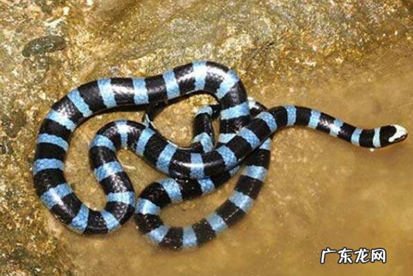 世界毒王排名 毒性最强的十大海蛇