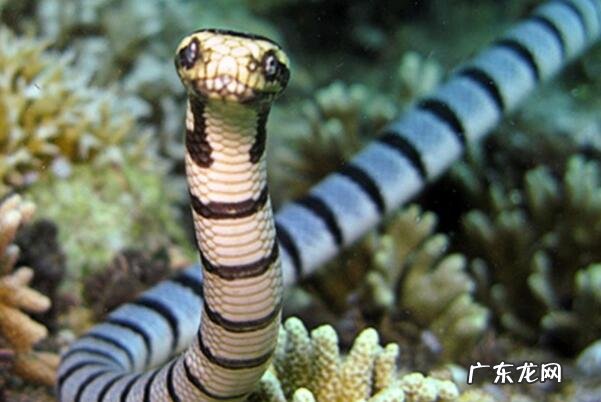 世界毒王排名 毒性最强的十大海蛇