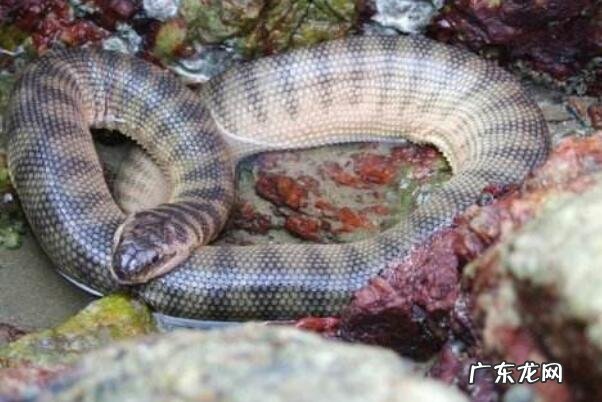 世界毒王排名 毒性最强的十大海蛇