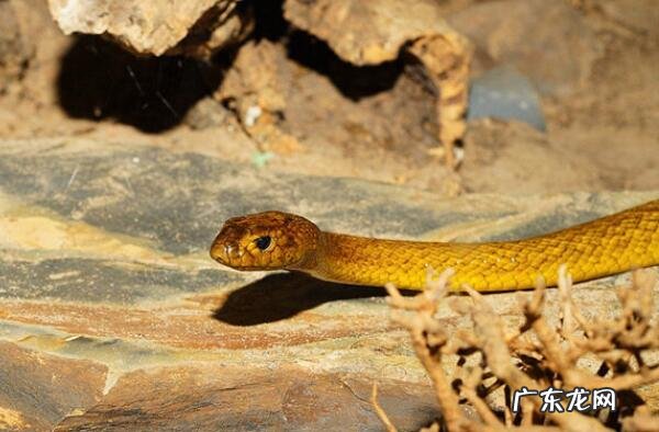 十大剧毒水母 世界十大剧毒蛇排名