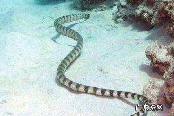 十大剧毒水母 世界十大剧毒蛇排名