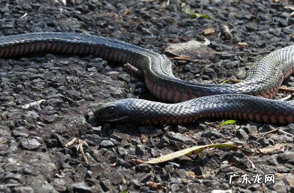 十大剧毒水母 世界十大剧毒蛇排名