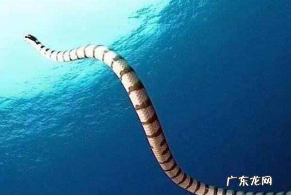 海蛇尾有毒吗 有毒海蛇排行榜前十名