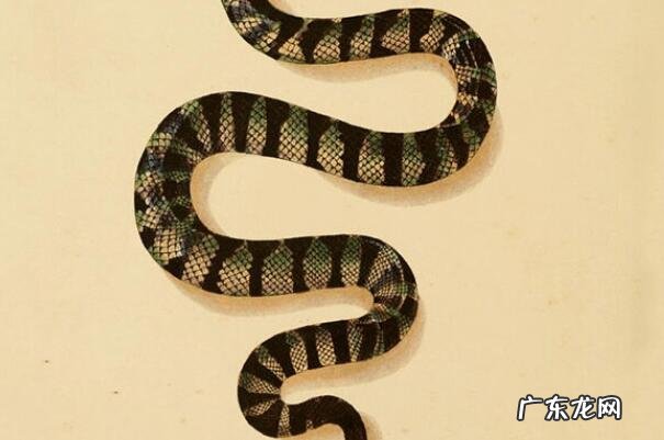 海蛇尾有毒吗 有毒海蛇排行榜前十名