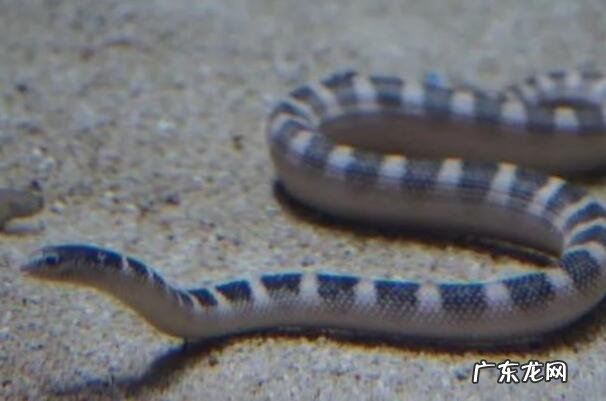 海蛇尾有毒吗 有毒海蛇排行榜前十名