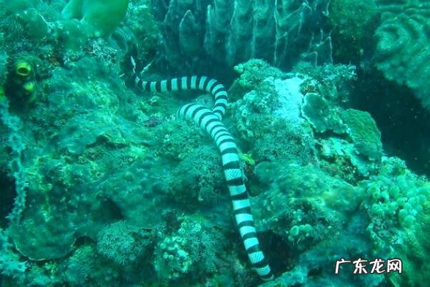 海蛇尾有毒吗 有毒海蛇排行榜前十名