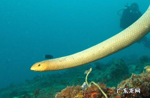 海蛇尾有毒吗 有毒海蛇排行榜前十名