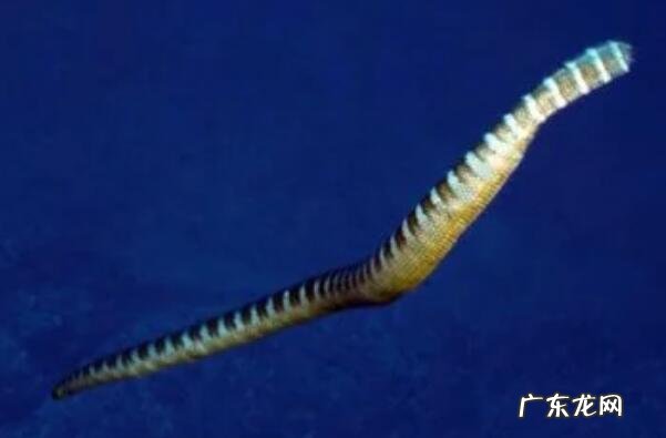 海蛇尾有毒吗 有毒海蛇排行榜前十名