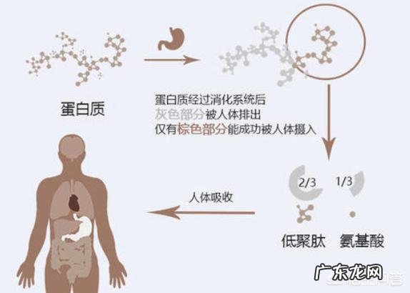 低GI食物有哪些 营养界和网红界的新宠儿——低GI食物,你对它们了解吗?