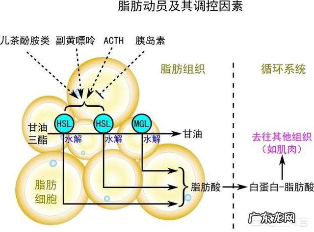 低GI食物有哪些 营养界和网红界的新宠儿——低GI食物，你对它们了解吗？